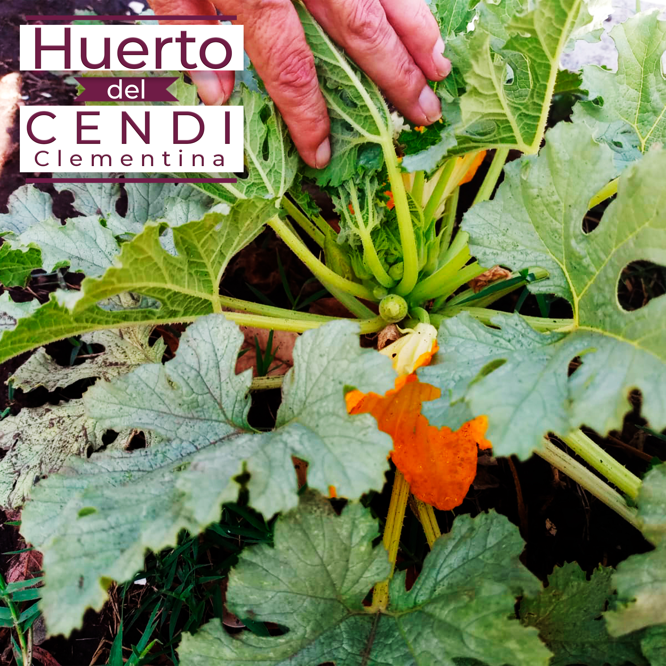 Taller de Huertos Escolares para la Infancia | IPN Oficial