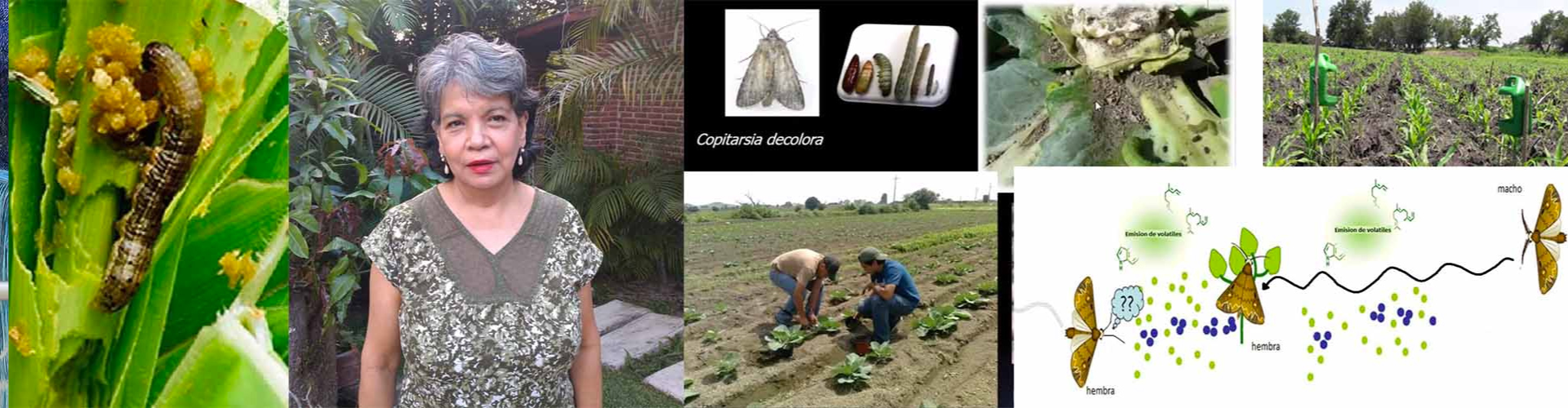  IPN researchers propose  agroecological pest management