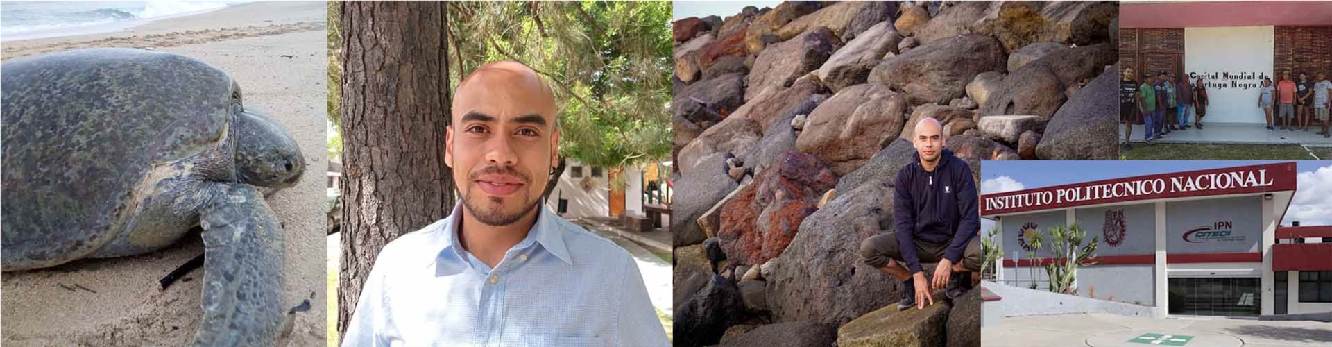 With digital biometrics, IPN develops recognition system for sea turtle conservation