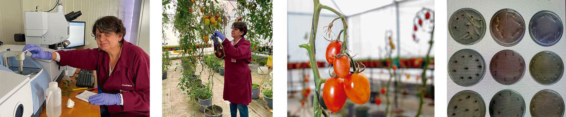 IPN studies molecules with potential biological activity against pests of tomato crops 