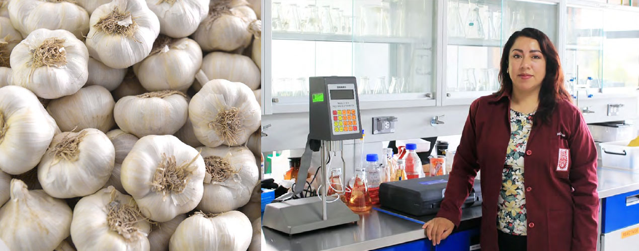 Garlic peel extract for food preservation 