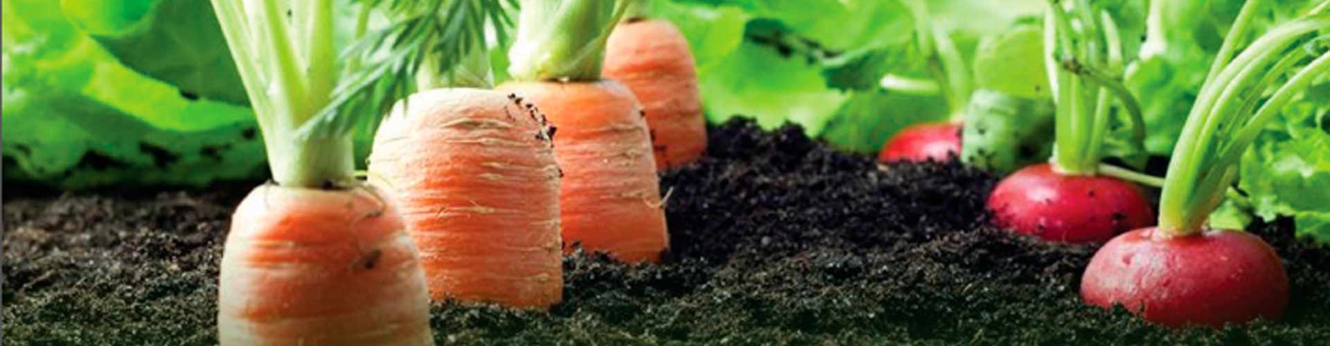 IPN Launches Initiative for Food Security