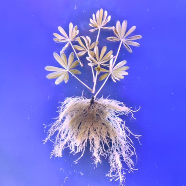 CeProBi Evaluates Root Studies to Support Agricultural Development