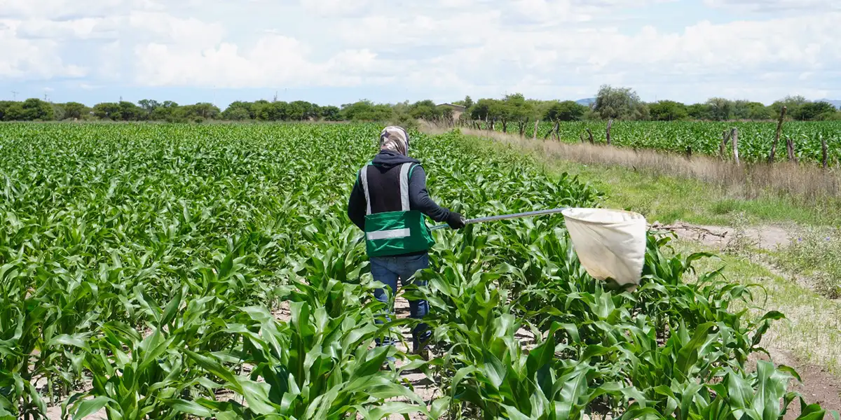 CIIDIR and CBG Investigate the Genetics of Agricultural Pests