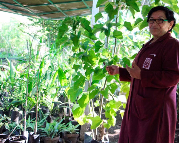 Desarrolla IPN especie vegetal para usarse en alimentos y medicinas