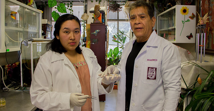 Estudian efecto de resveratrol en daños neuronales causados por alcoholismo