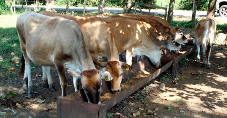 Crea investigadora politécnica suplemento alimenticio para ganado bovino