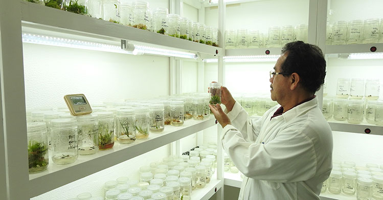 Estudian y propagan especies de cactáceas endémicas de tamaulipas en peligro de extinción