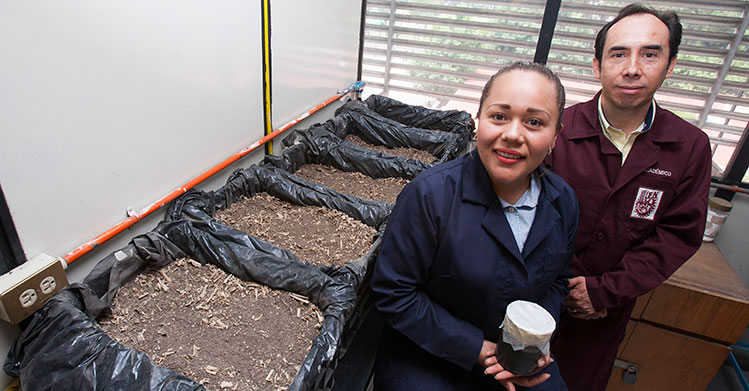 IPN utiliza biopilas para tratar lodos residuales de plantas de tratamiento