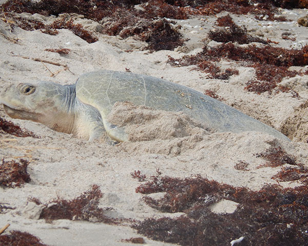 Suman esfuerzos IPN y Centros de Investigación Internacionales para salvar a la tortuga lora