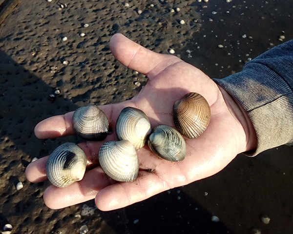 Cultiva IPN moluscos en granja para detonar economía