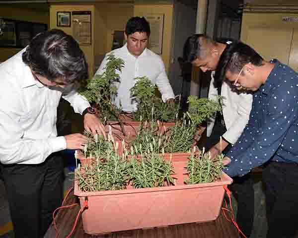 Desarrollan politécnicos energía vegetal