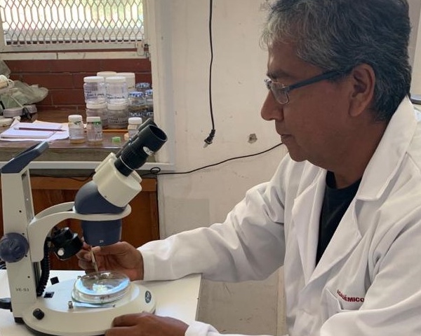 Desarrolla IPN bioplaguicidas para proteger cultivos de maíz, tomate rojo y agave