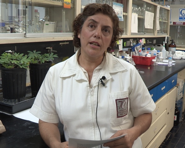 Con planta mexicana desarrolla IPN insecticida contra mosquito transmisor del dengue 