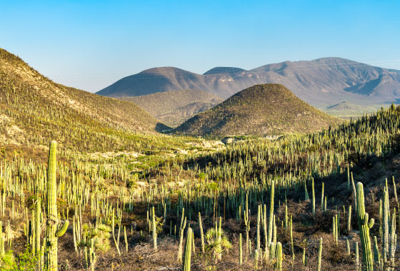 Emplean científicos del IPN técnicas moleculares para rescatar diversidad biológica del desierto chihuahuense 