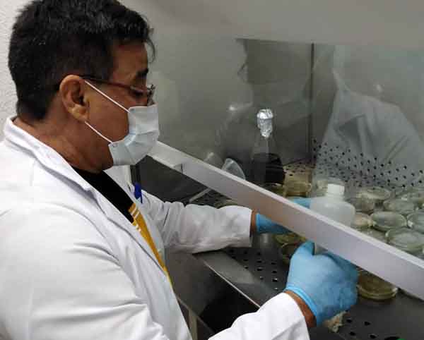 Desarrolla IPN bioestimulante para mejorar cultivos