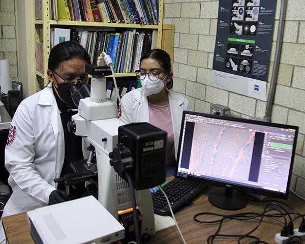 Comprueba IPN que consumir sucralosa en exceso  genera inflamación crónica y altera el epitelio intestinal   
