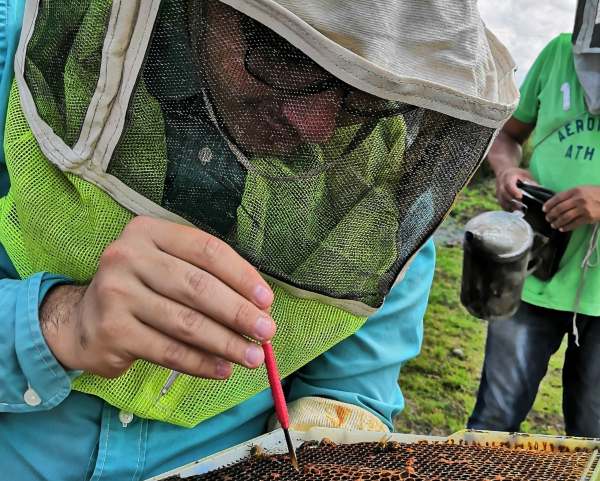 Con bacteria ácido láctica, IPN contribuirá a disminuir pérdidas en la producción de miel 