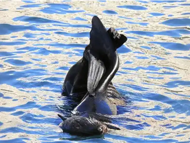 CICIMAR Researchers Work to Safeguard the Guadalupe Fur Seal