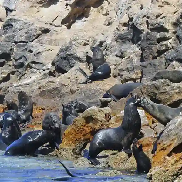 CICIMAR Researchers Work to Safeguard the Guadalupe Fur Seal