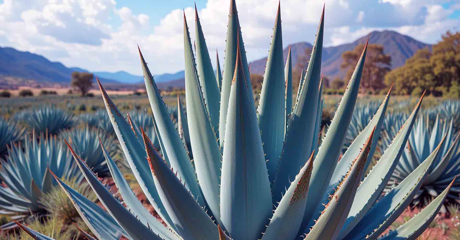Ponen lupa al mezcal artesanal para elevar su calidad
