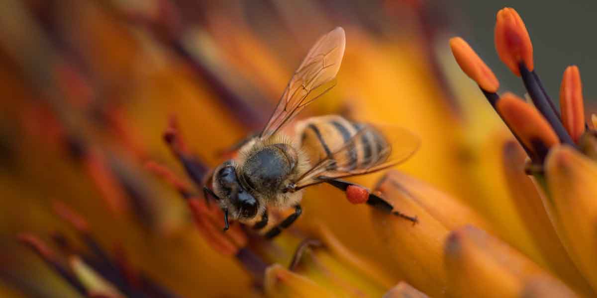 Edifican hoteles para abejas