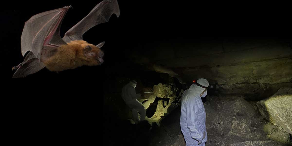 Hongo pone en peligro al murciélago… y a nosotros