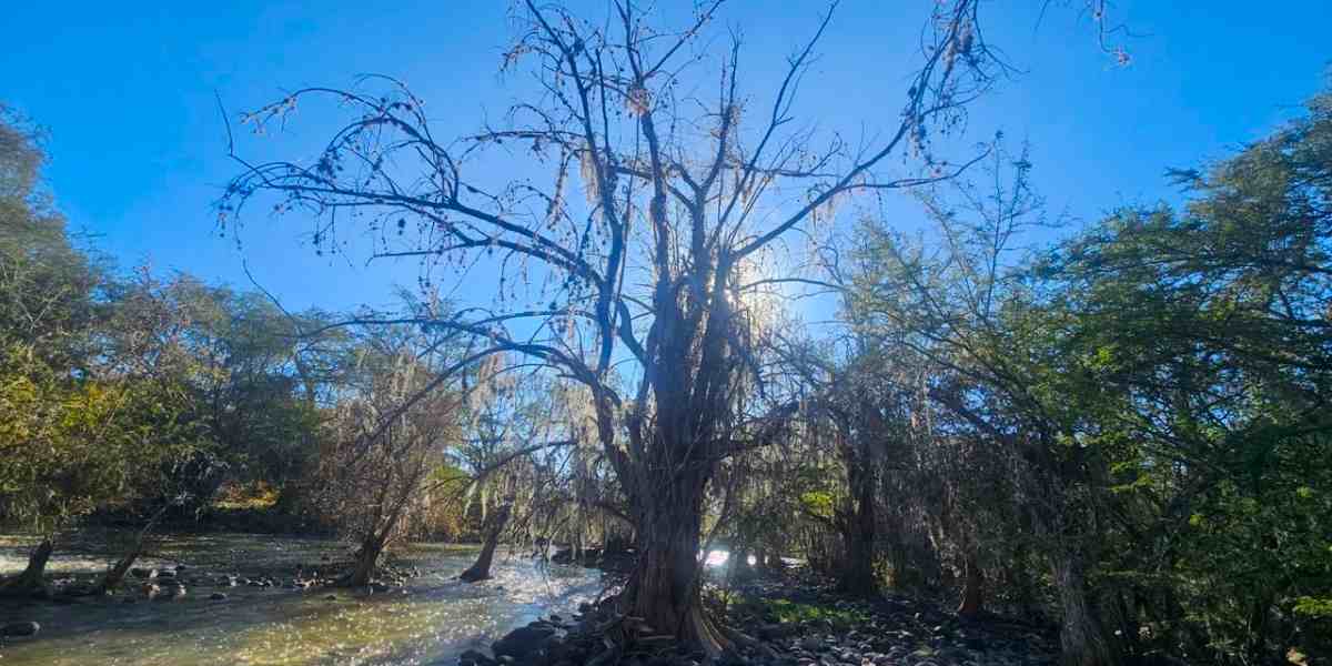Pone lupa y alerta CIIDIR Durango en ahuehuetes
