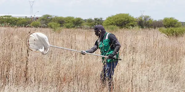 Esta investigación en Durango y Tamaulipas hurga en genética de plagas para contrarrestar la disminución de producción en cultivos y garantizar seguridad alimentaria