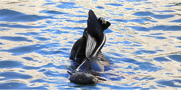 Cicimar busca blindar de la extinción al lobo fino de Guadalupe