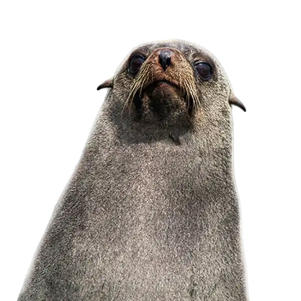 Cicimar busca blindar de la extinción al lobo fino de Guadalupe