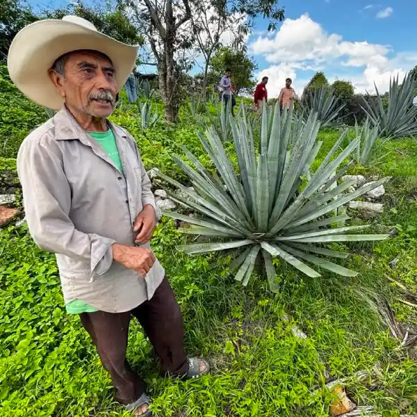 CIITA Puebla, clave en denominación de origen del mezcal