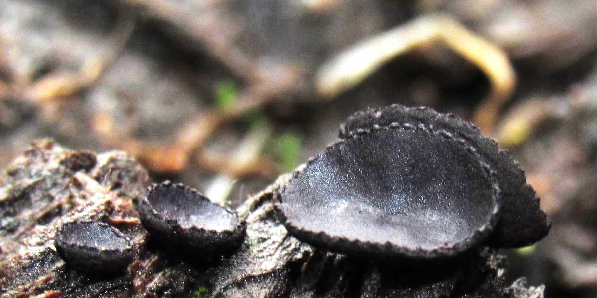 Descubre ENCB dos nuevas especies de hongos