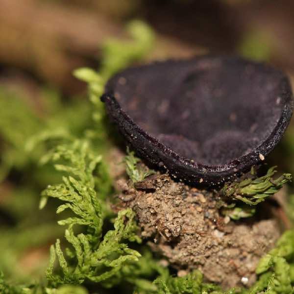 Descubre ENCB dos nuevas especies de hongos