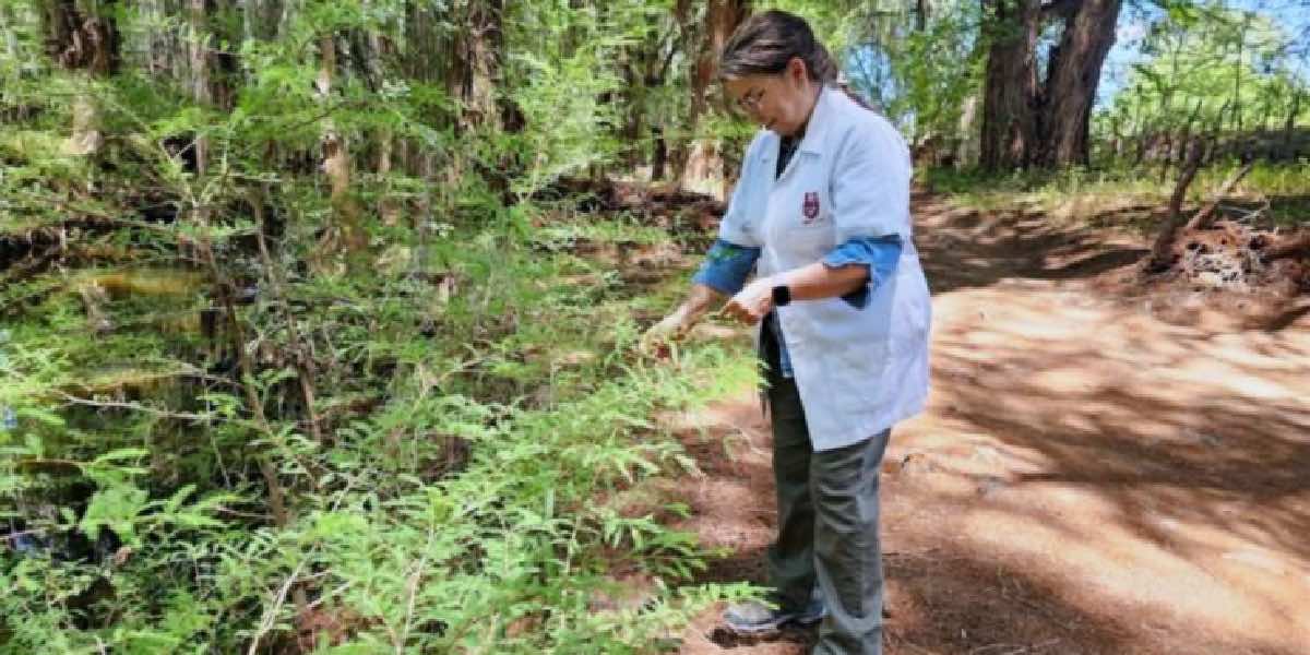 CIIDIR Durango preserva ecosistema único