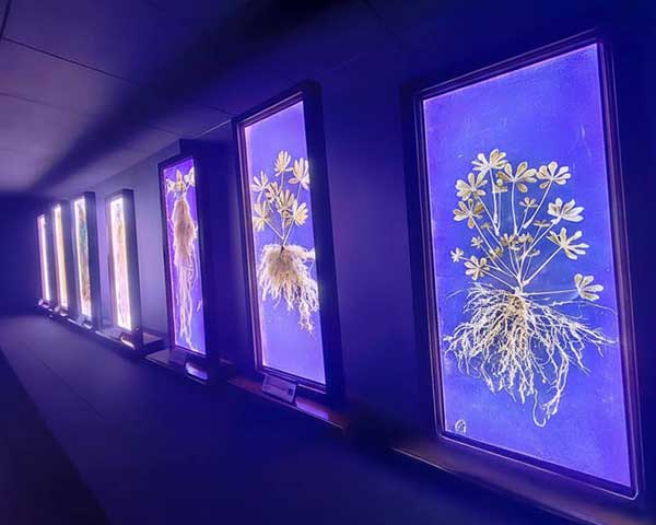 CeProBi presenta Raizotrón; descifra el poder de las raíces