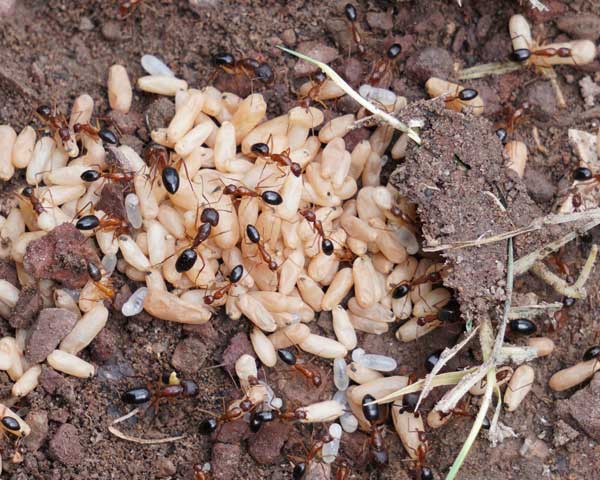 CBG y CIIDIR Indagan en el ADN de los insectos