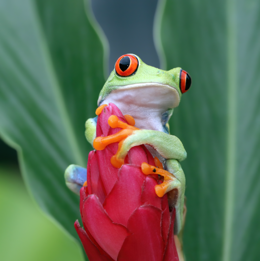 Biodiversidad